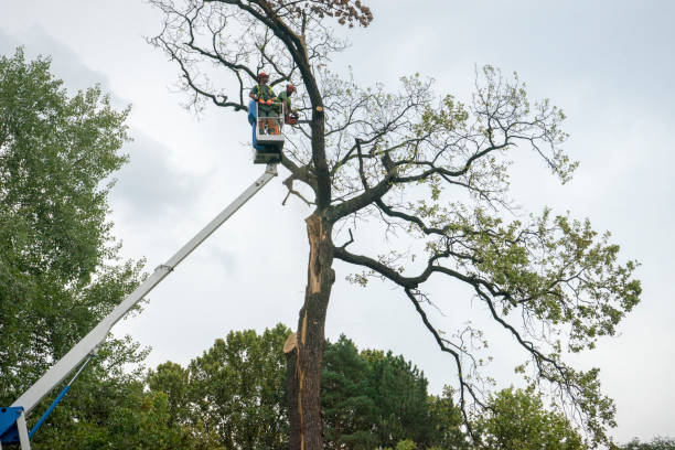  , USA Tree Services Pros